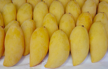 Yellow ripe mangos tropical fruit array pattern for sale at fruit market.