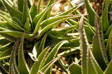 Fototapeta premium A lot of aloe vera close view