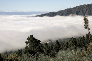 Dense clouds in the mountain forest
