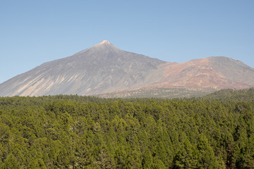 Obraz premium Green forest with mountain on blue sky