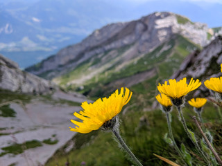 Wild flowers on blurred background of mountains on Mt. Pilatus, Lucerne, Switzerland
