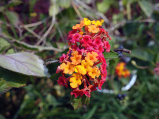 Big red and orange flowers of lantanas close-up, macro