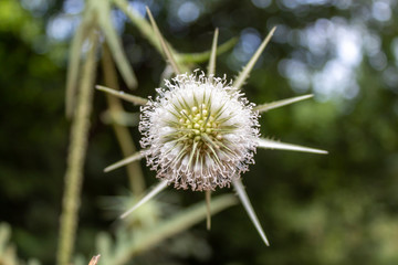 Common Teasel Closeup View From The Top