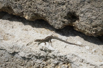 lézard des murailles sur rocher - podarcis muralis