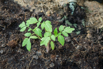 Planting tomato seedlings 