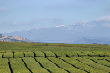 제주에 있는 "오설록" 녹차밭 풍경이다.