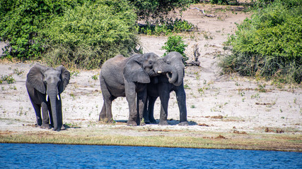 Elephant communicating