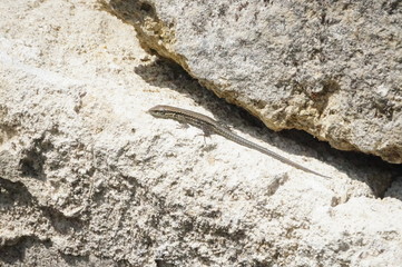 lézard des murailles sur rocher - podarcis muralis