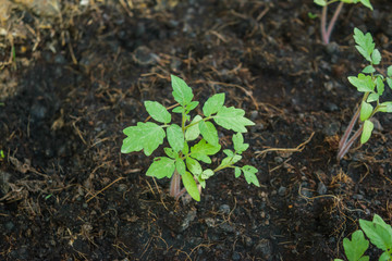 Planting tomato seedlings 