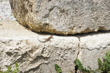 bébé lézard des murailles sur rocher - podarcis muralis