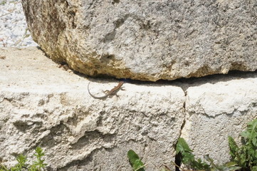 Obraz premium bébé lézard des murailles sur rocher - podarcis muralis