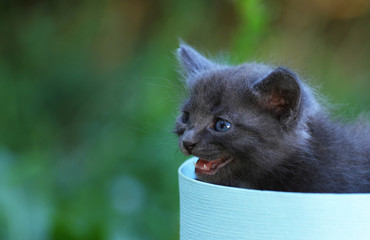 Cute little gray kitten in a gift box