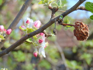 branch of a tree in spring