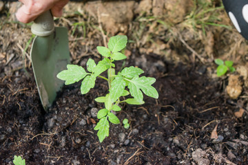 Preparing the herb garden. Planting herbs in spring
