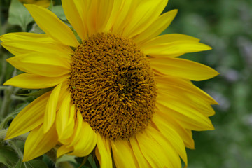 Nahaufnahme einer Sonnenblume mit unscharfem Hintergrund / Bokeh