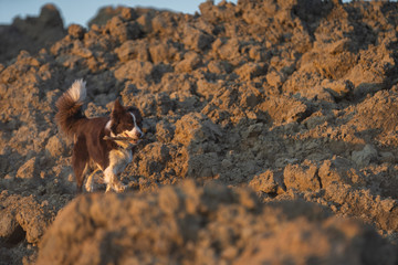 cane che corre