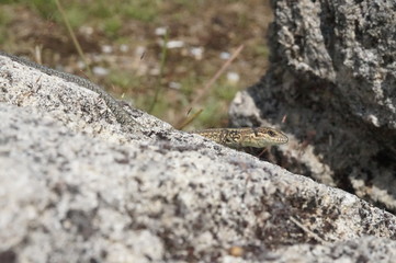 jeune lézard des murailles sur un rocher - reptile