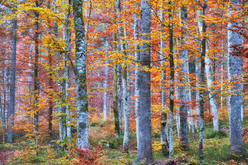 Forrest in valley Kot © Metod