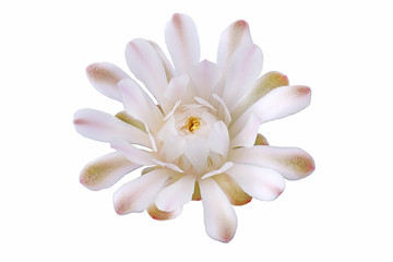 Bloom white flowers cactus with isolated on white background