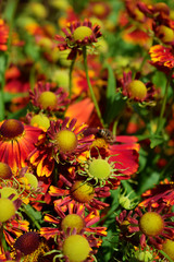 Red helenium flowers blooming under sun rays in garden