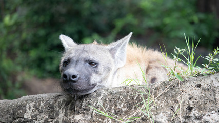 Hyenas is relaxing.