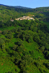 Fototapeta na wymiar Talasani village and chestnut grove in Corsica mountain 