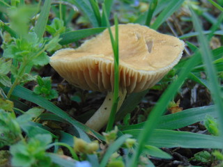 mushroom in forest