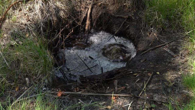 Sprudelnde Mofette einer vulkanisch aktiven Moorlandschaft in Soos