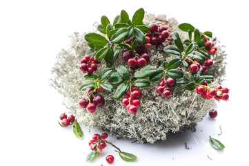 Ripe lingonberry on a moss on a white background. Isolated autumn composition