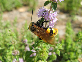  Pennyroyal  Mentha pulegium A bee. A honeybee sits on purple  mentha pulegium flower at sunny summer day
