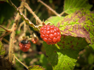 Wild organic unripe blackberries . unripe blackberries grows on the bush in summer.