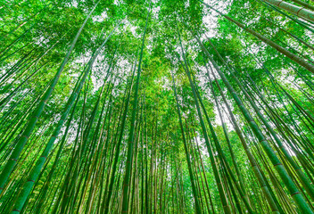 Fototapeta na wymiar Bamboo grove in Kyoto Japan with morning sun blackground image.