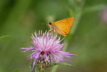 la farfalla prende il nettare dal fiore