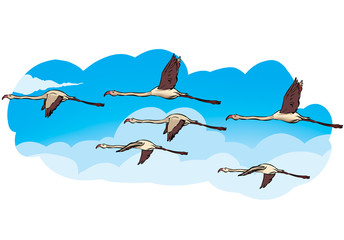 migratory birds flying
