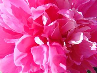 pink rose background