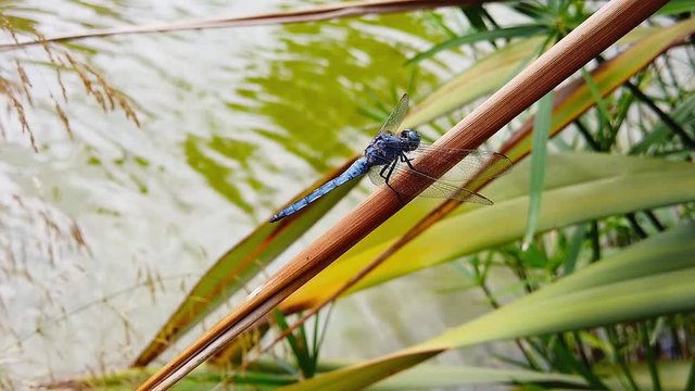 Close up video of a blue meadowhawk dragonfly perching on a dry umbrella sedge leaf. Shot at 120 fps.