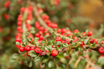 elective focus close up colorful of many bright red berries or bearberry cotoneaster