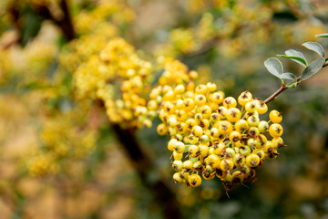 Selective focus close up colorful of many bright red berries or bearberry cotoneaster