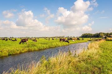Typical Dutch polder landscape with cows - obrazy, fototapety, plakaty