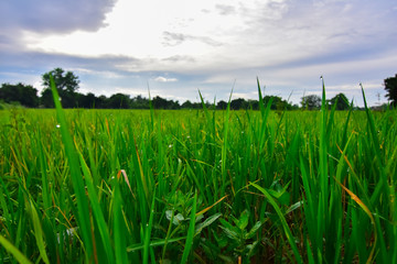 Dew and fields in the morning