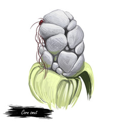 Corn smut pathogenic fungus Ustilago maydis that causes smut on maize and teosinte edible fungus mushroom isolated on white. Digital art illustration, natural food. Autumn harvest fungi on grass. © dneprstock