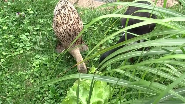 Ein Laufentenpaar zupft hektisch an Salatbl&auml;ttern (Originalton)