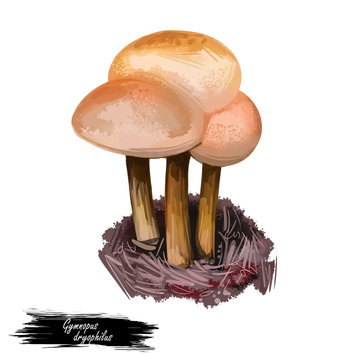 Gymnopus dryophilus mushroom Collybia dryophila Levipedes of the genus. Edible fungus isolated on white. Digital art illustration, natural food autumn harvest or fall crop, national food.