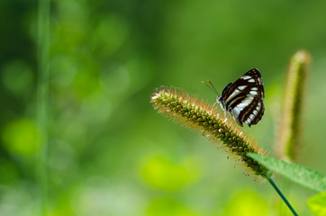 A butterfly sitting on a foxtail
