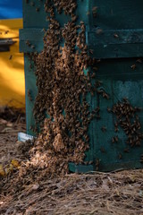 Apiculture, healthy products, organic food, honey, honeycomb, bee hive, hive honey harvesting