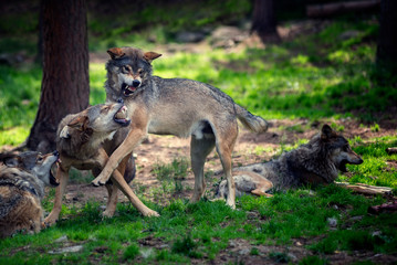 Volves fight over slab of meat