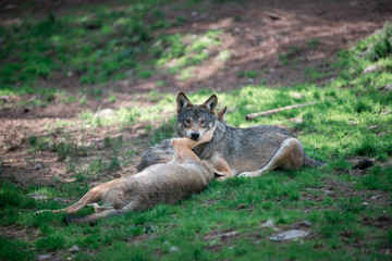 Wolves fighting ofer slab of meat