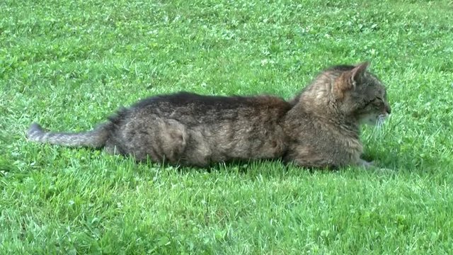 Ein grauer getigerter Kater liegt faul im gr&uuml;nen Gras