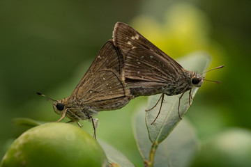 Skipper butterfly matting  on leaf