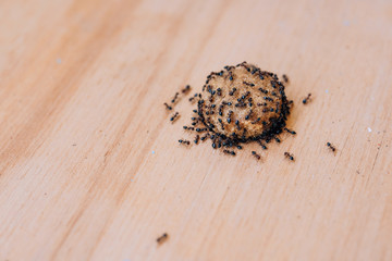 Black ants on dry dog food. Garden ants in the house. Food spoilage with black lasas. Small garden...
